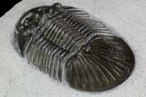 Scabriscutellum Trilobite - Tiny Axial Spines & Eye Facets #87461-3